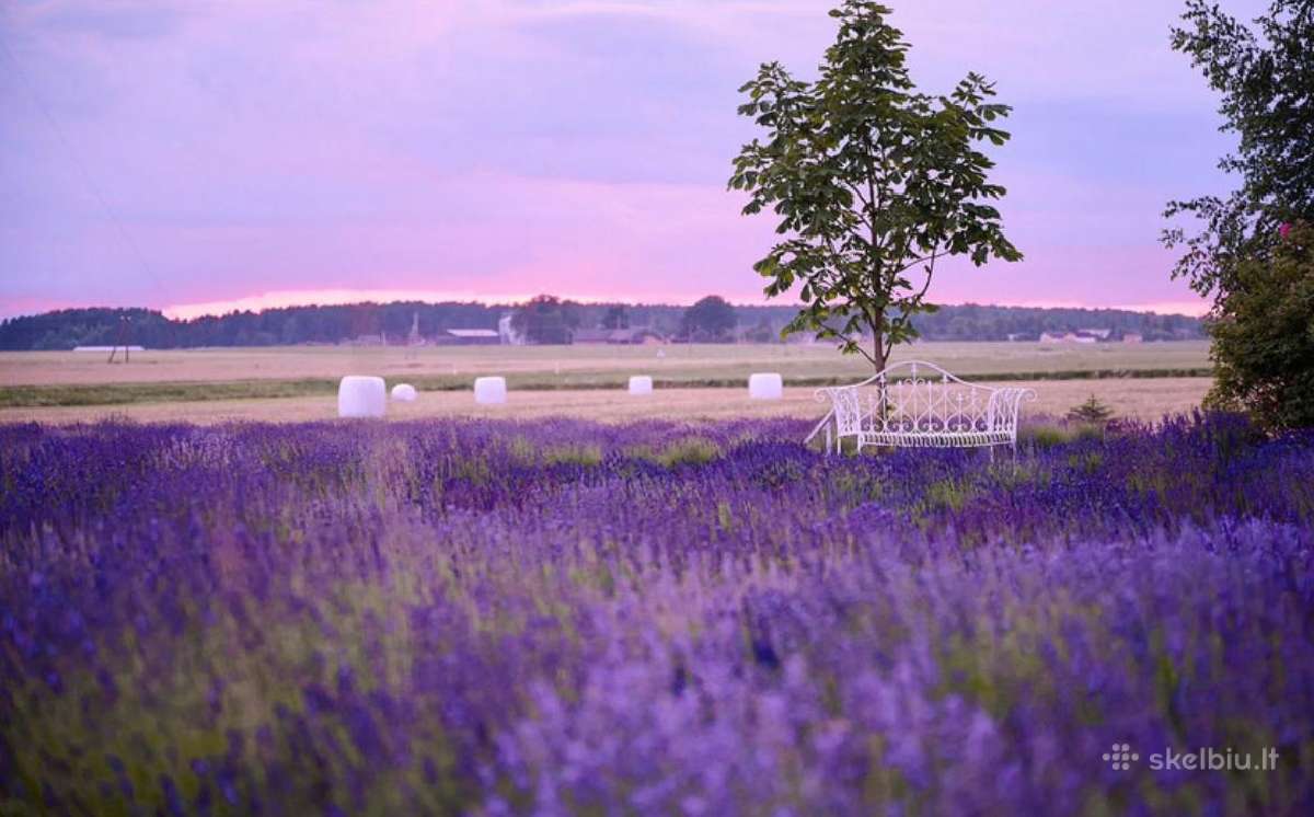 Levandų sėklos 1000vnt