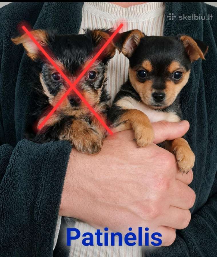 Parduodami maži, jorkšyro terjero mišrūniukai