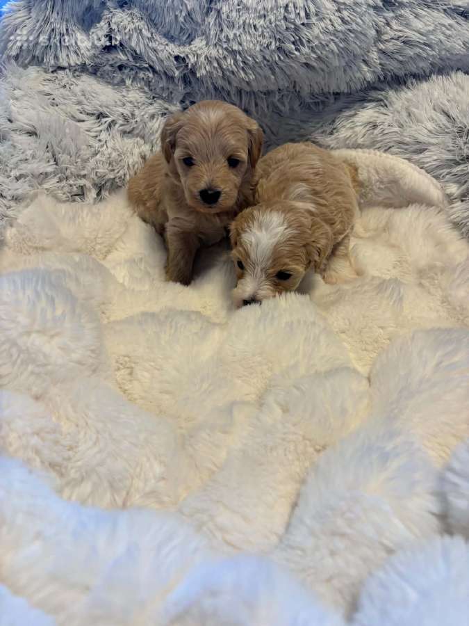 Rezervuojami maltipoo šuniukai