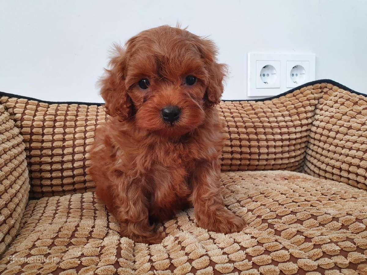 Cavapoo mergyte ir berniukas
