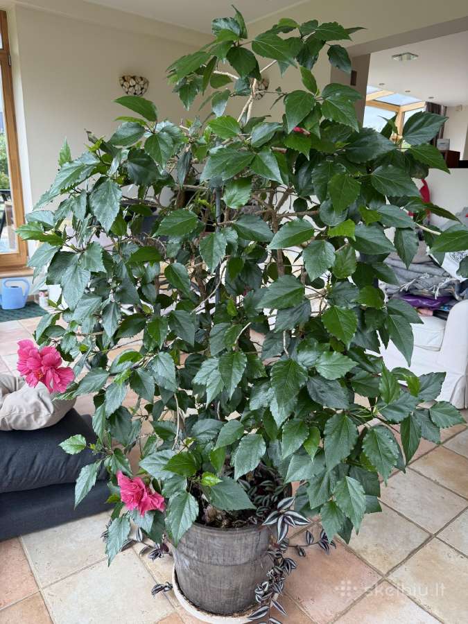 Parduodamas kinrožės medelis su vazonu