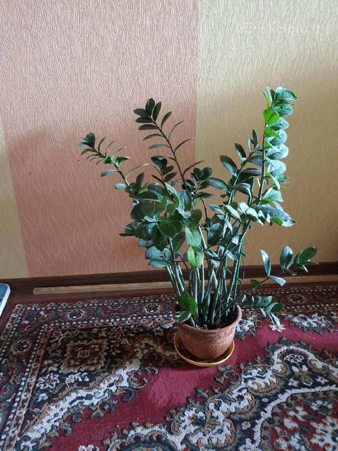 Pinigų medis