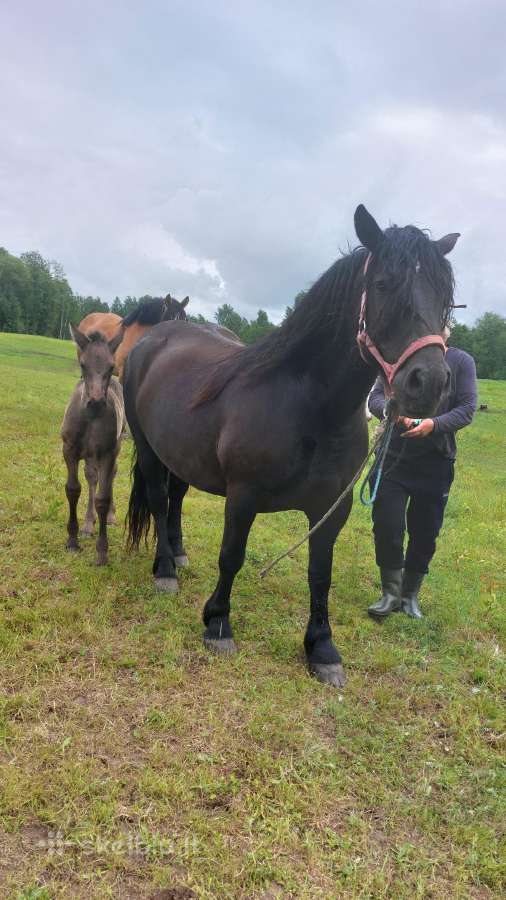 2 kumelės su kumeliukais