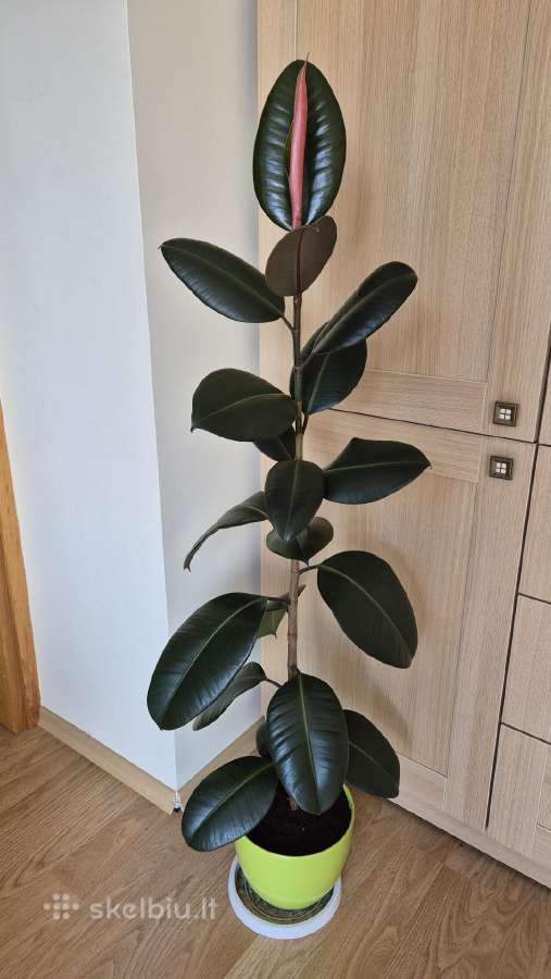 Stambialapis fikusas