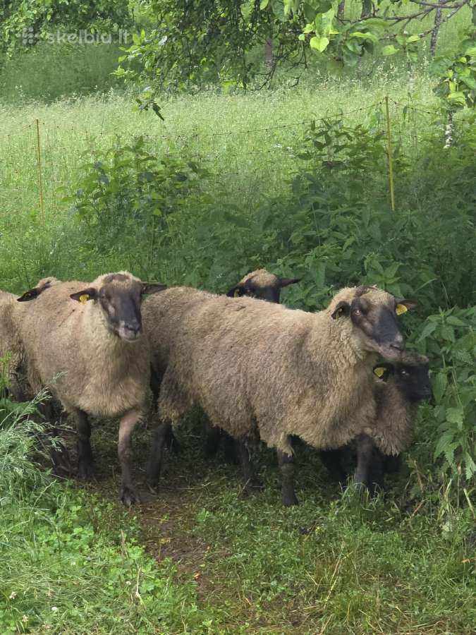 Grynaveisliai Lj avinai - nuotraukos Nr. 2