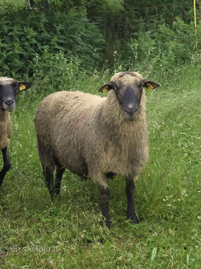 Grynaveisliai Lj avinai - nuotraukos Nr. 3