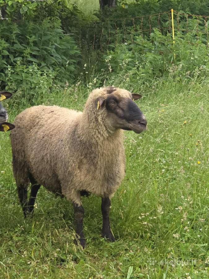 Grynaveisliai Lj avinai - nuotraukos Nr. 4