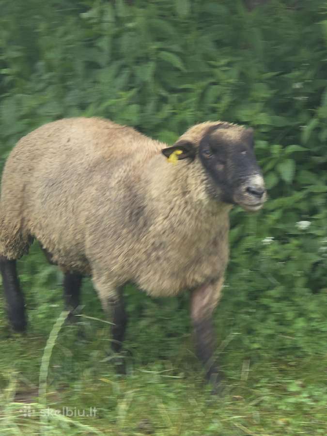 Grynaveisliai Lj avinai - nuotraukos Nr. 5