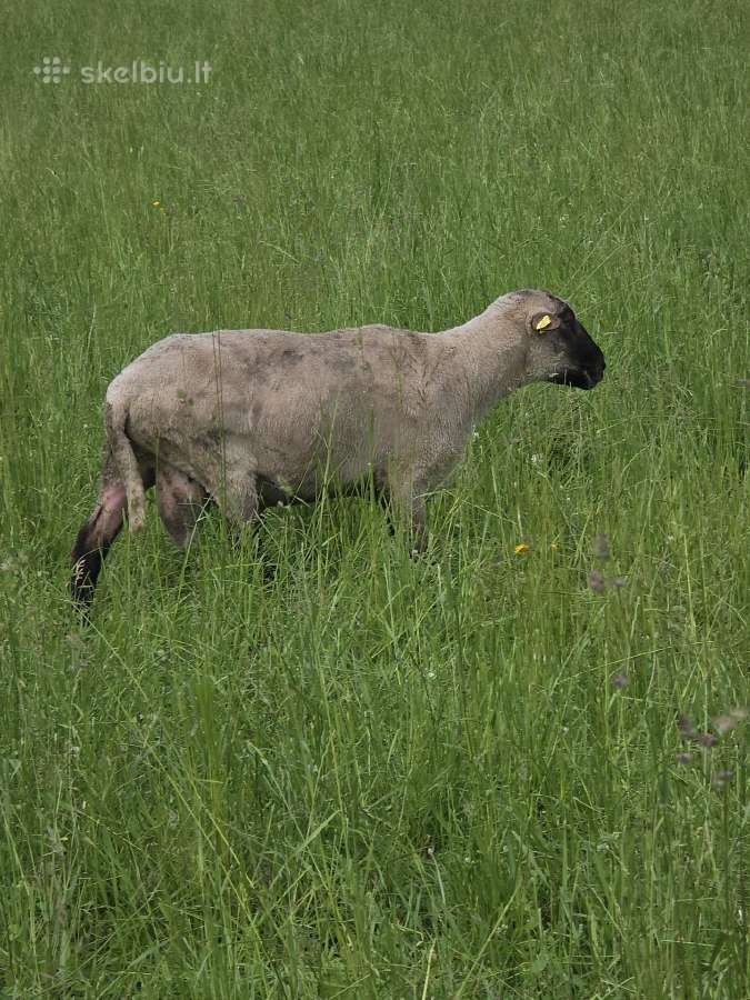 Grynaveisliai Lj avinai - nuotraukos Nr. 6
