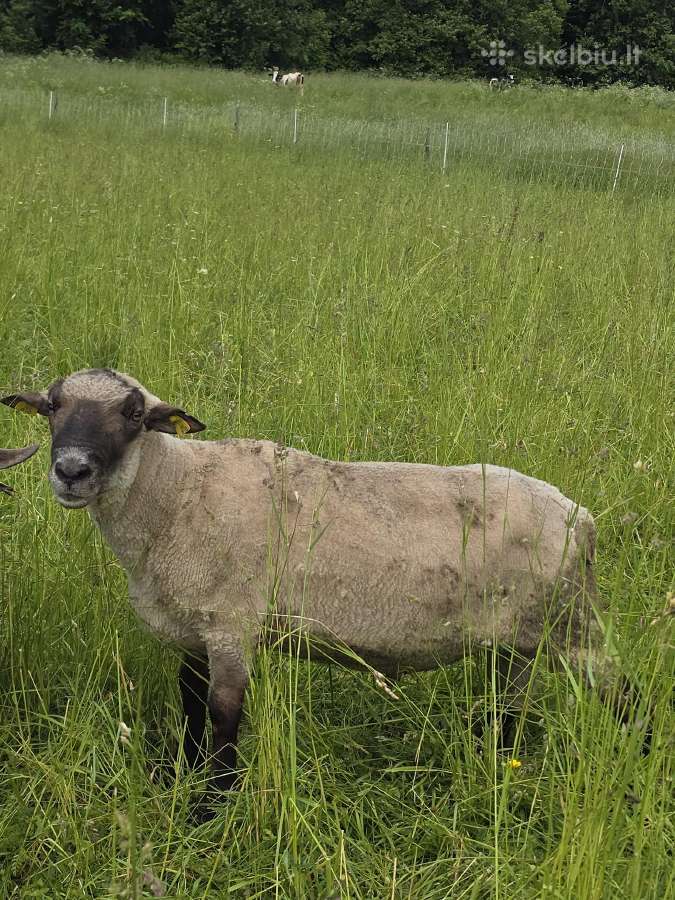 Grynaveisliai Lj avinai - nuotraukos Nr. 8