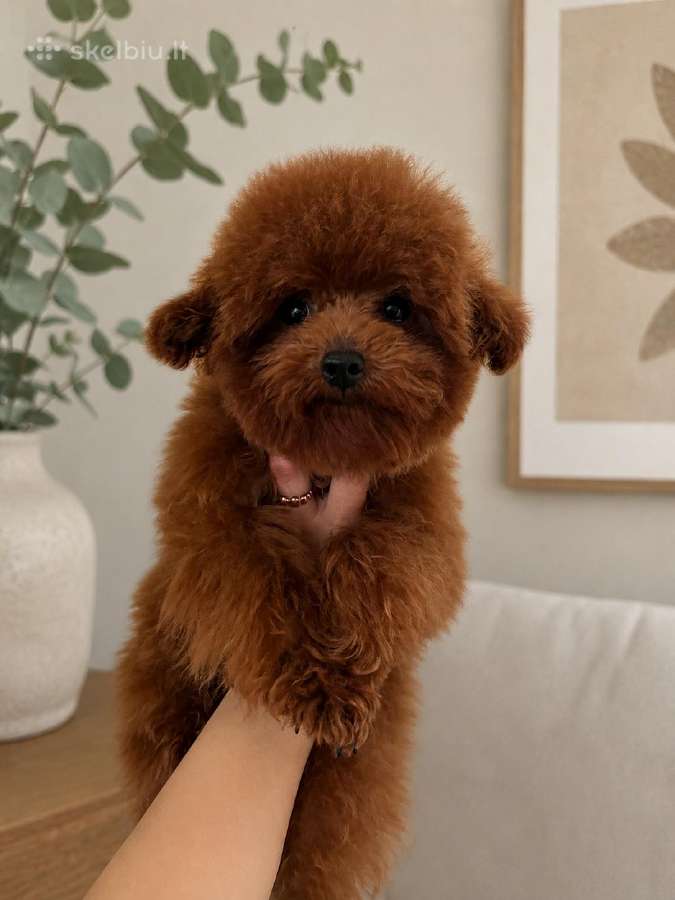 Teacup pudeliukas