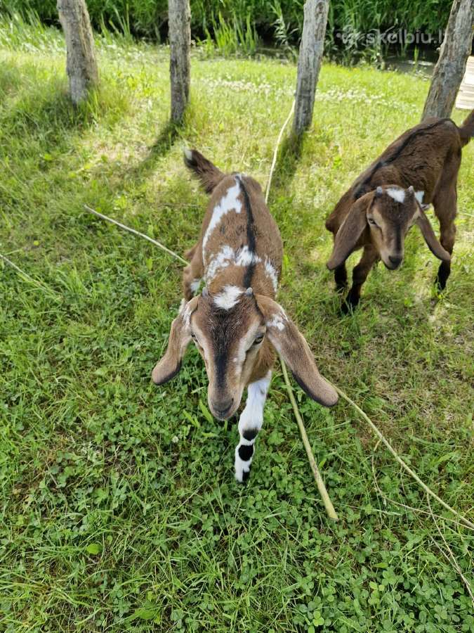 Ožiukas ir ožkytės - nuotraukos Nr. 3
