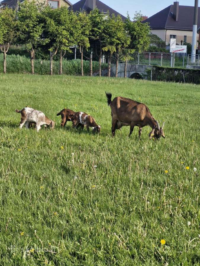 Ožiukas ir ožkytės - nuotraukos Nr. 7