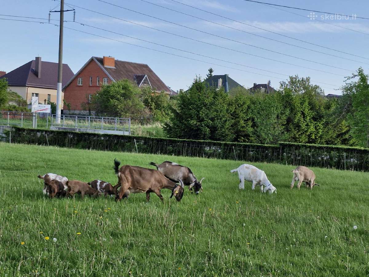 Ožiukas ir ožkytės - nuotraukos Nr. 8