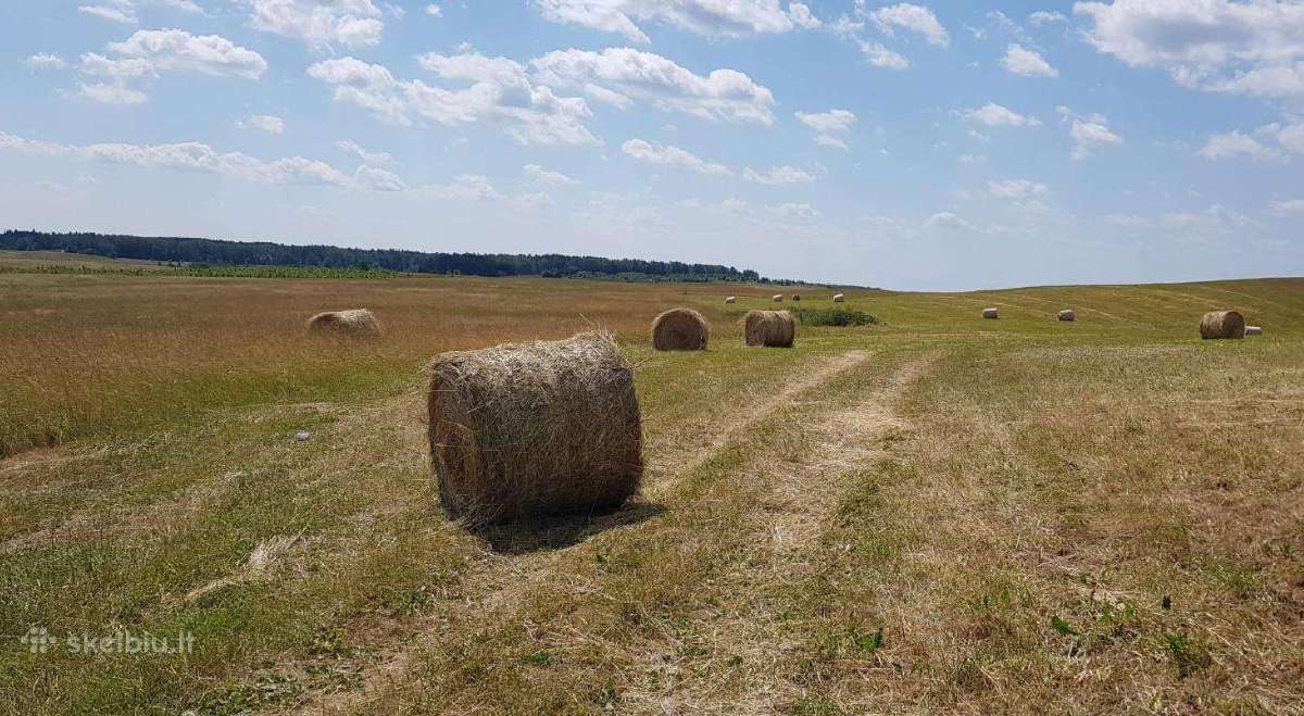 Šienas. Šieno rulonai, presuoti 2025 metais