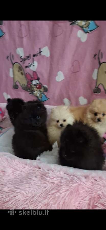 Špicai pomeranai