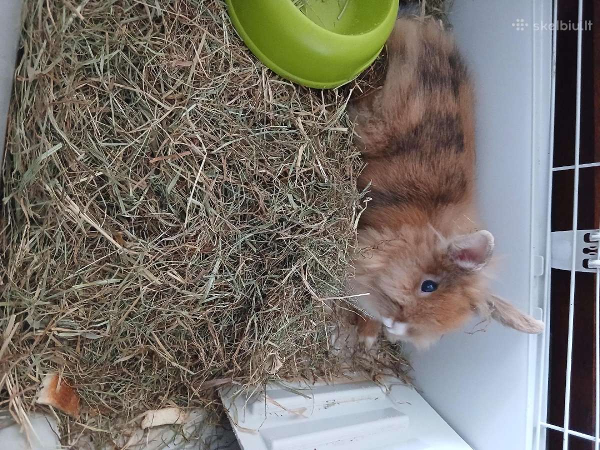 5 men triusyte su narvu