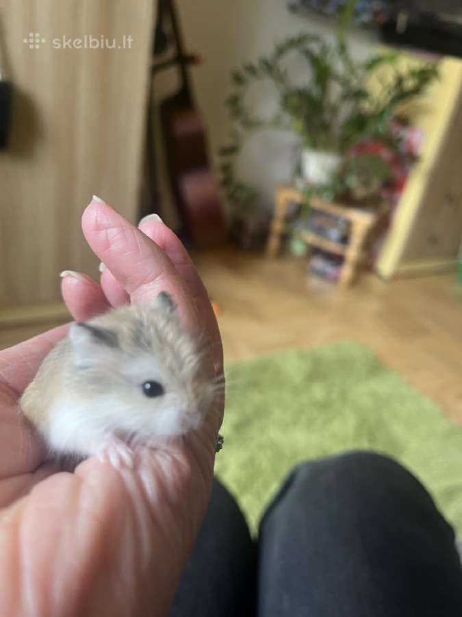 Roborovskio žiurkėnai
