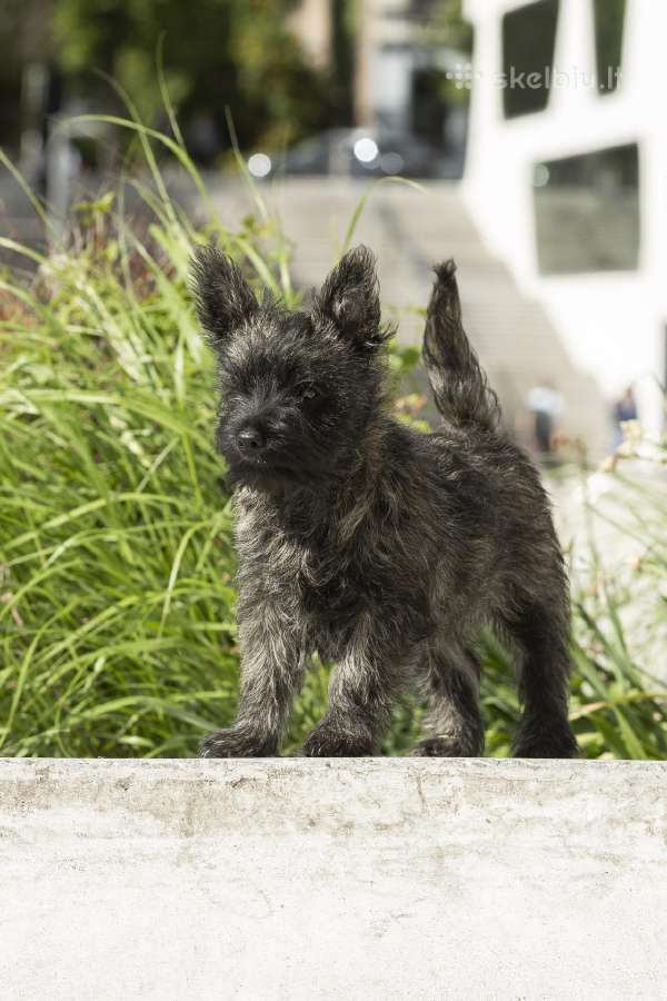 Kerno terjerai (Cairn Terrier)