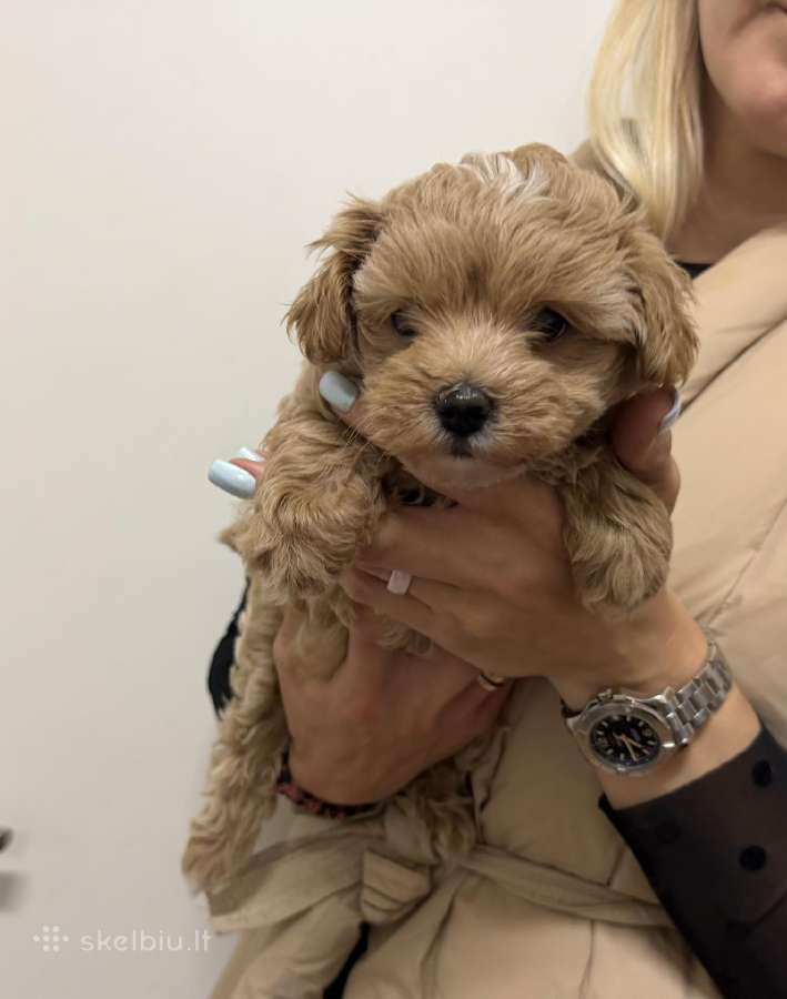Maltipoo