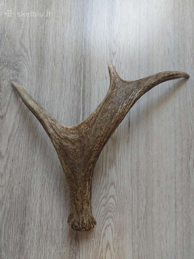Ragai
