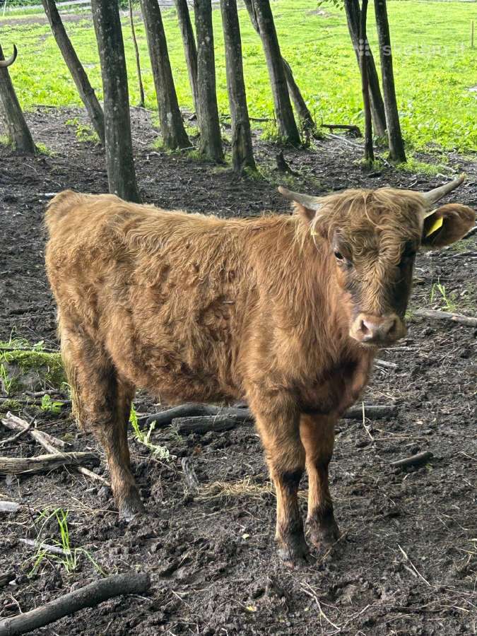 Parduodama mišrūnė telyčaitė - nuotraukos Nr. 3