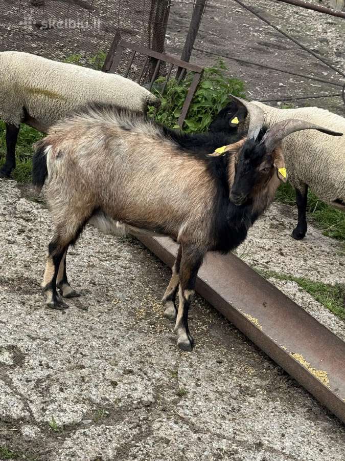 Ožys