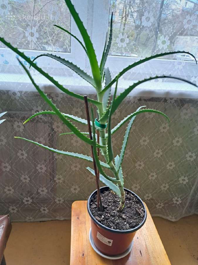 Gėlė