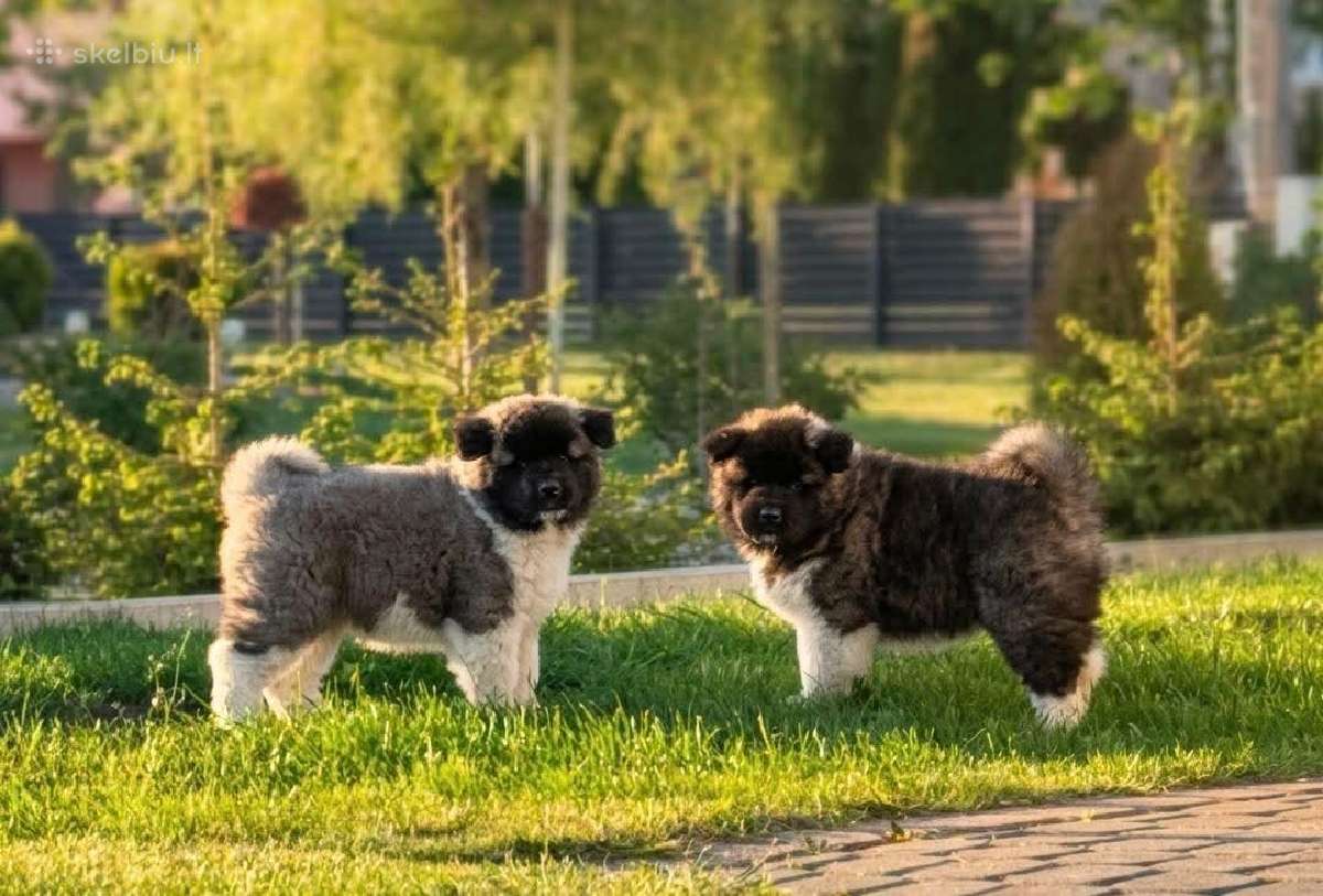 Amerikiečių Akita
