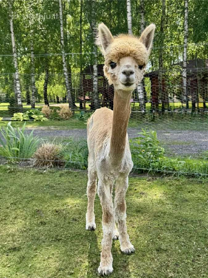 Alpakos