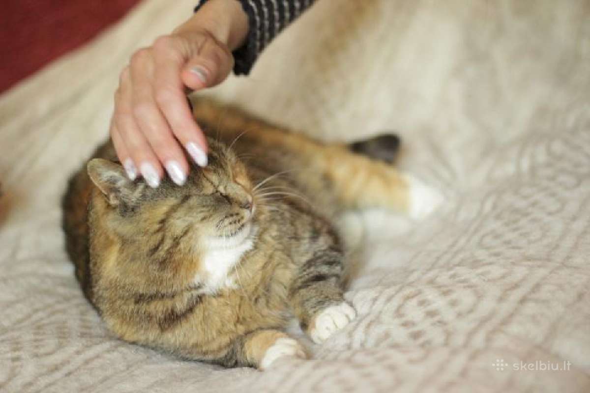 Bailutė, 5m., benamėlė, galimybė atvežti