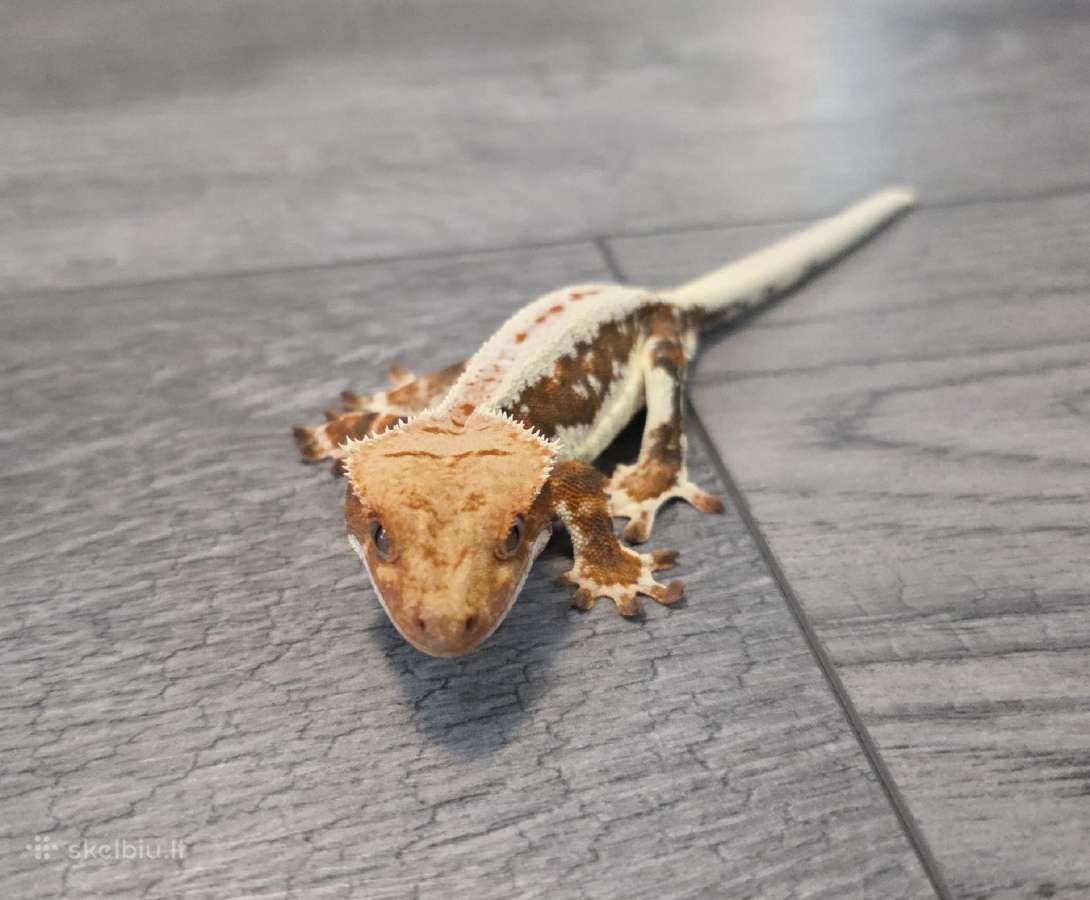 Crested gecko Lilly white