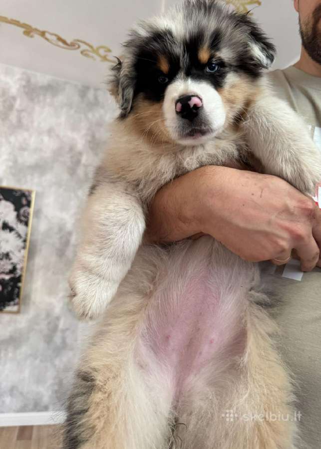 Aussi blue merle mergaite,blue eyes