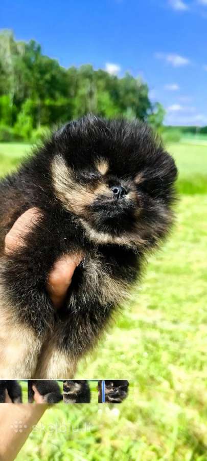 Berniukas meškiuko tipo, labai mažas su visais dok
