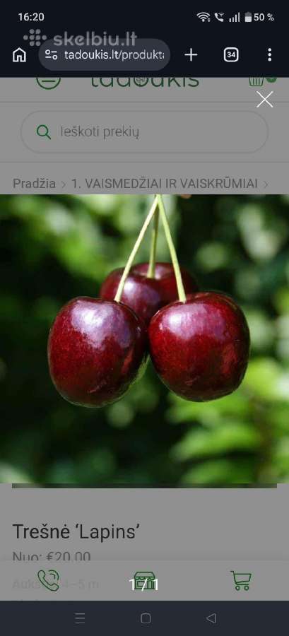 Trešnė Lapins