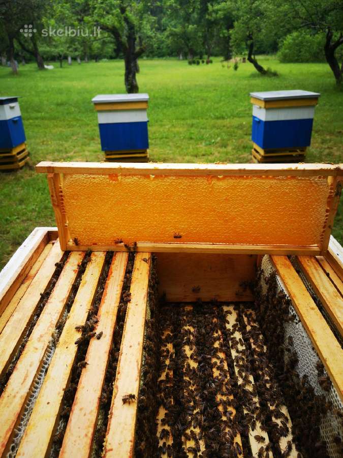 Medus, pikis (propolis), bičių duonelė, vaškas
