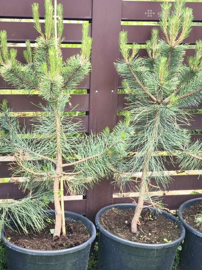 Juodoji pušis Pinus nigra 90 cm