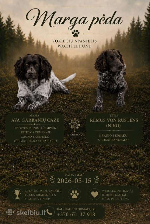 Kilmingi Wachtelhund šuniukai Lkd / Fci