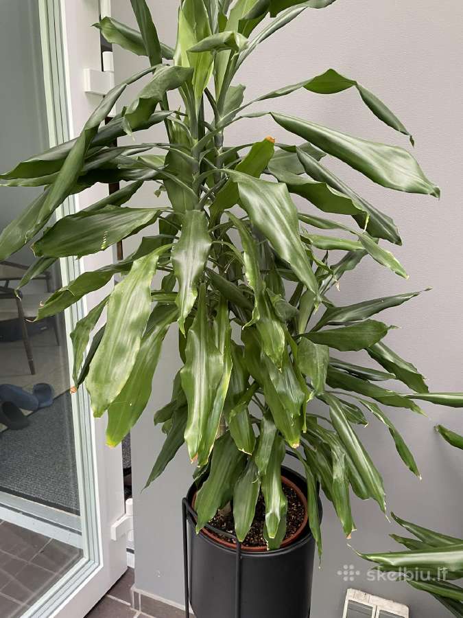 Dracena Janet Lind