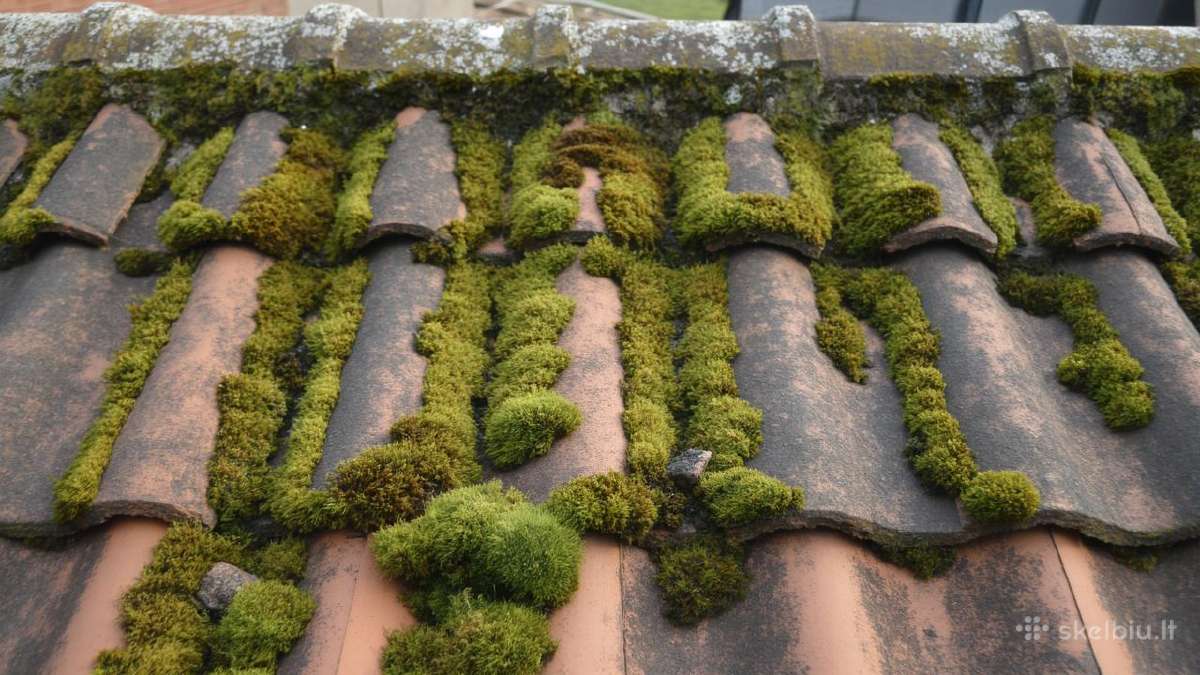 Samanų ir kerpių naikinimo priemonė Grenn-freee - nuotraukos Nr. 23