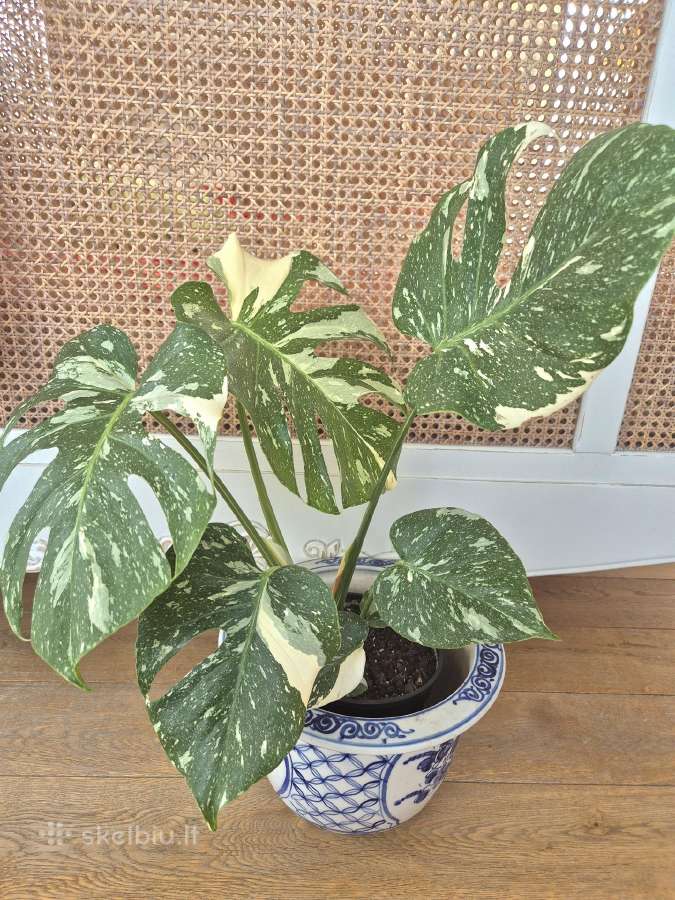 Kambarine gele " Monstera deliciosa Variegata".