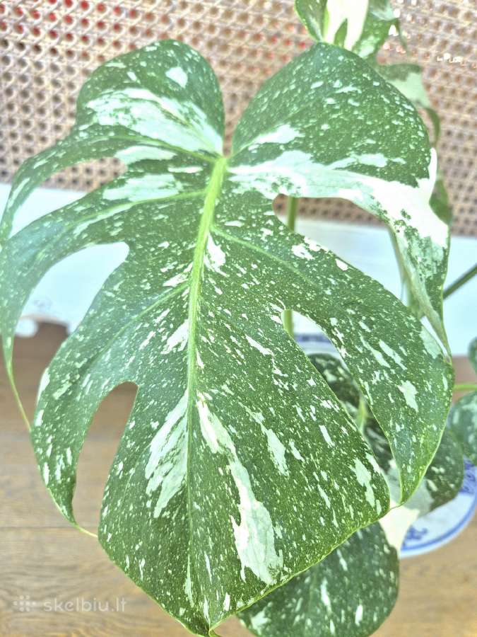 Kambarine gele " Monstera deliciosa Variegata". - nuotraukos Nr. 2