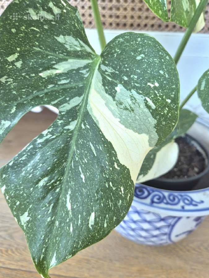 Kambarine gele " Monstera deliciosa Variegata". - nuotraukos Nr. 3