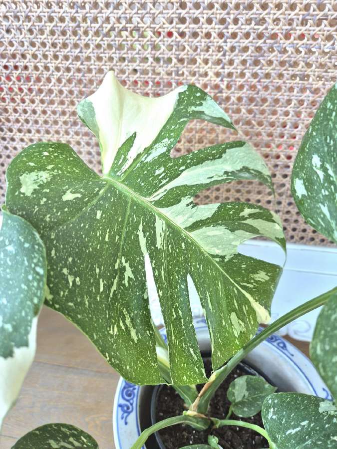 Kambarine gele " Monstera deliciosa Variegata". - nuotraukos Nr. 4