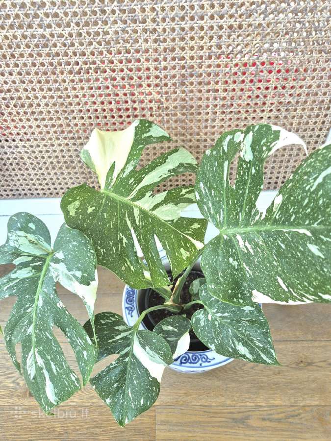 Kambarine gele " Monstera deliciosa Variegata". - nuotraukos Nr. 5