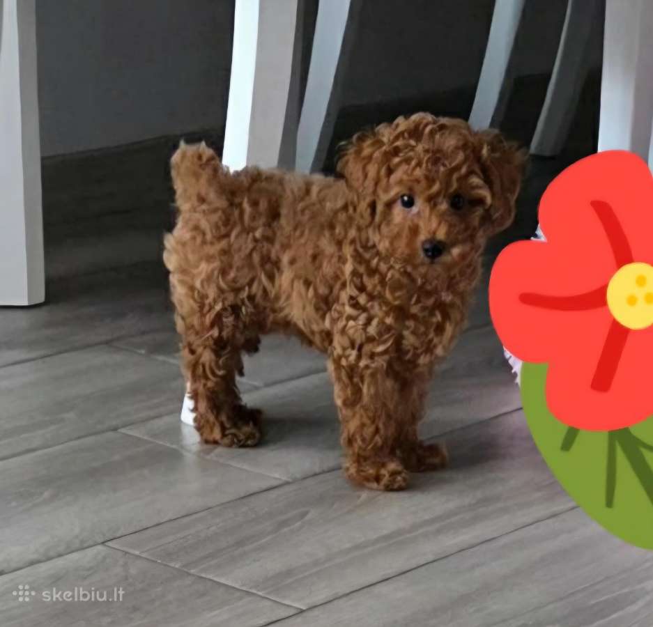 Toy