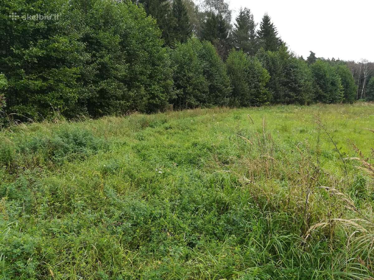 Sklypas šalia miško Klaipėdos rajone - nuotraukos Nr. 3