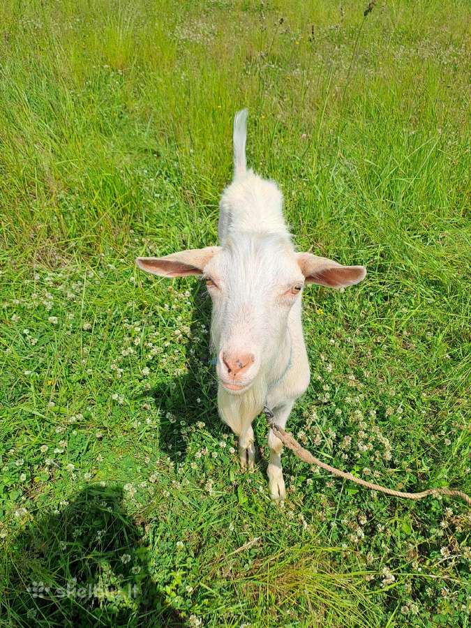 Ožkos