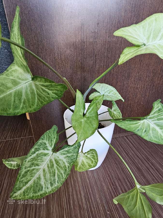 Syngonium
