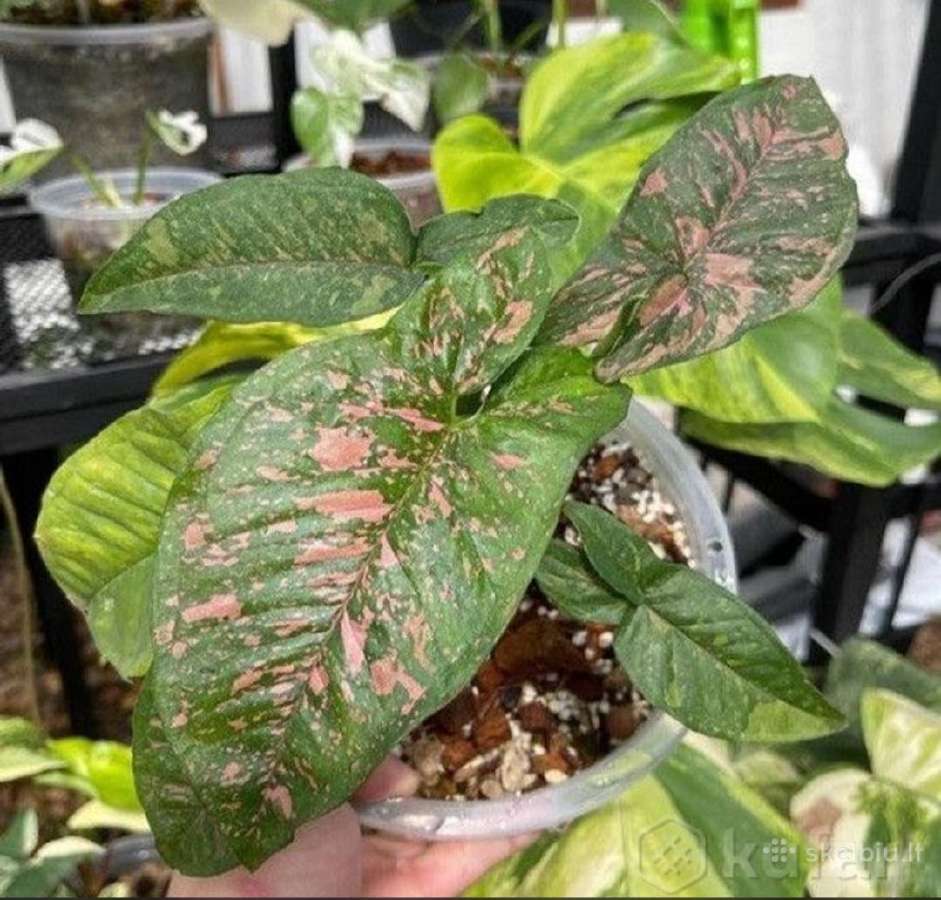 Syngonium